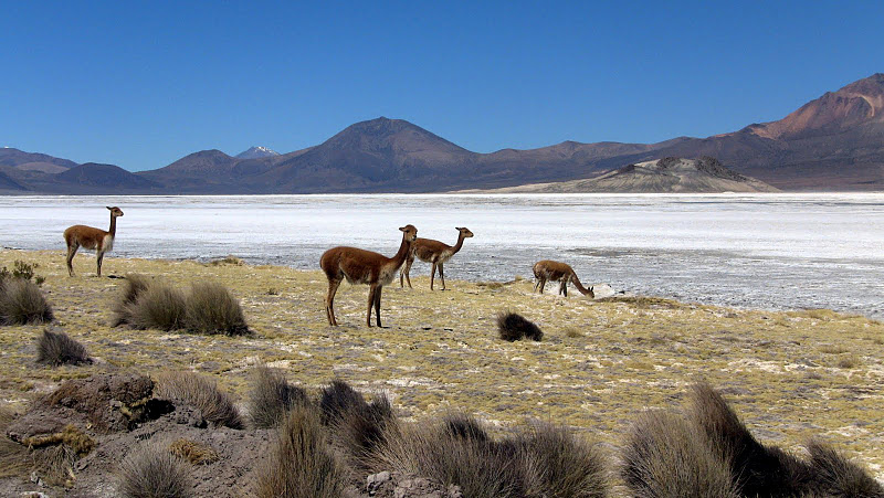 parque_nacional_salar_huasco