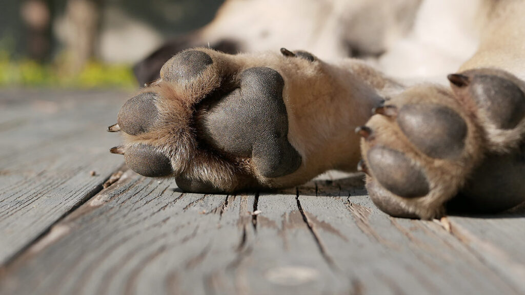 como-quitar-mal-olor-patas-perro-150819-1024x576