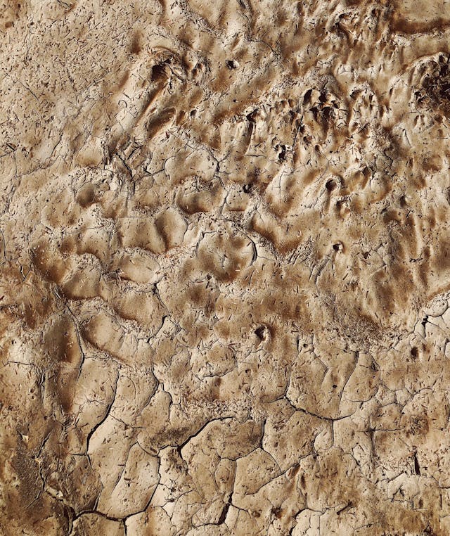 pexels-ivysonshine-3583403