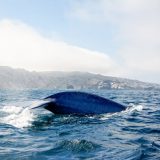 Temporada de ballenas en Chile